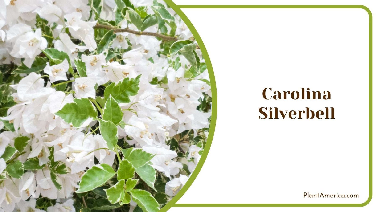 Carolina Silverbell Plant America