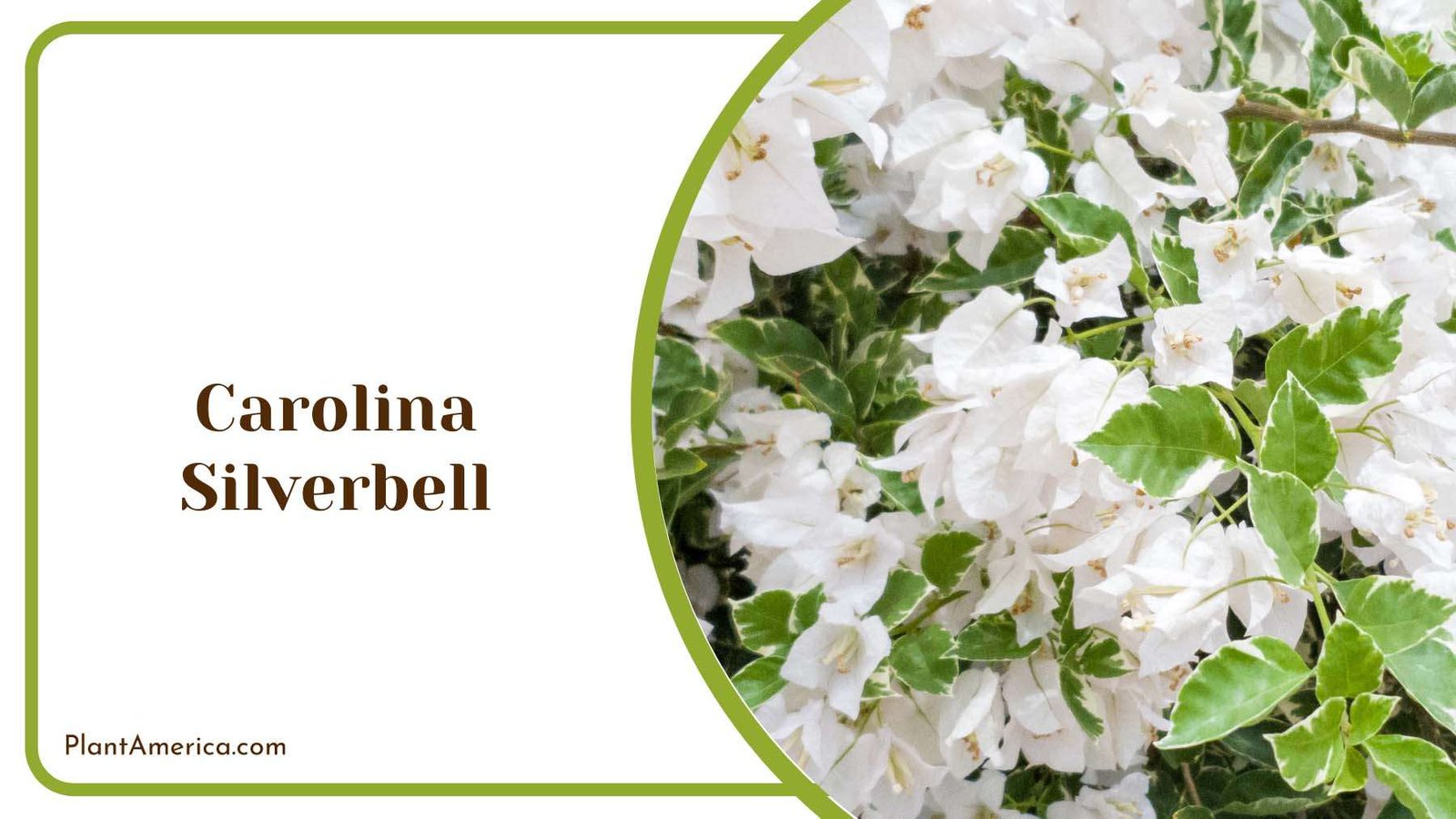 Carolina Silverbell White Flowers Plant America