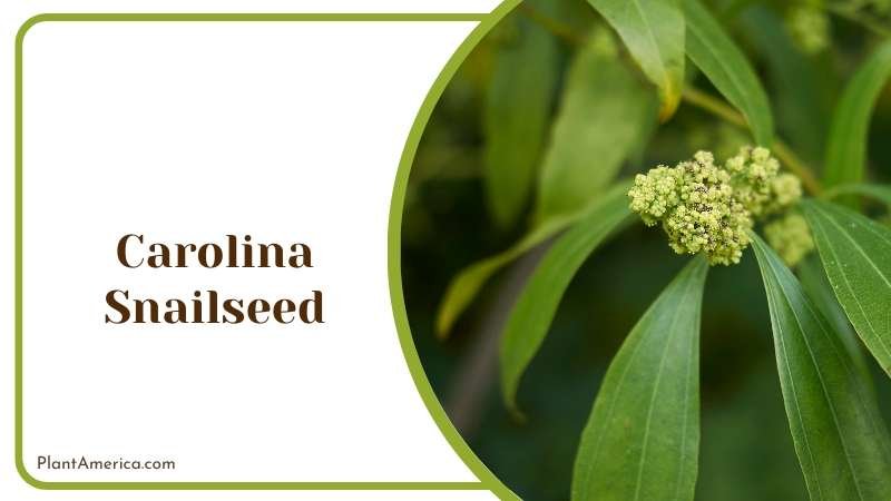 Carolina Snailseed Plant America