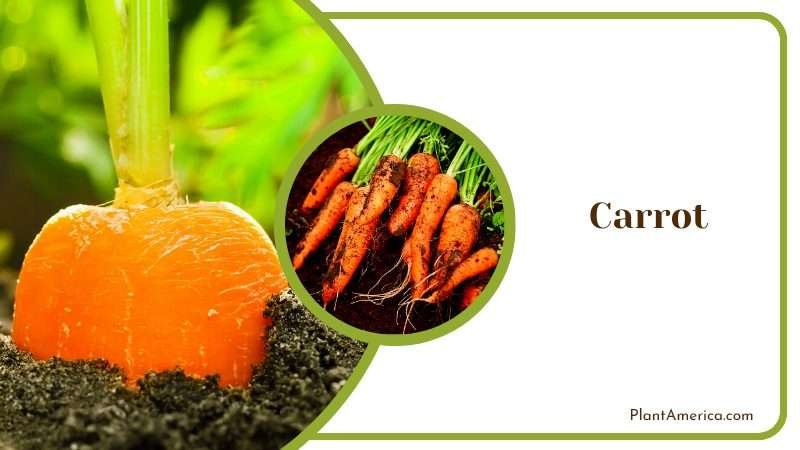 Carrot Care and Maintenance Plant America