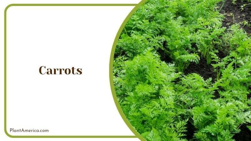 Carrots Vegetable Plant America