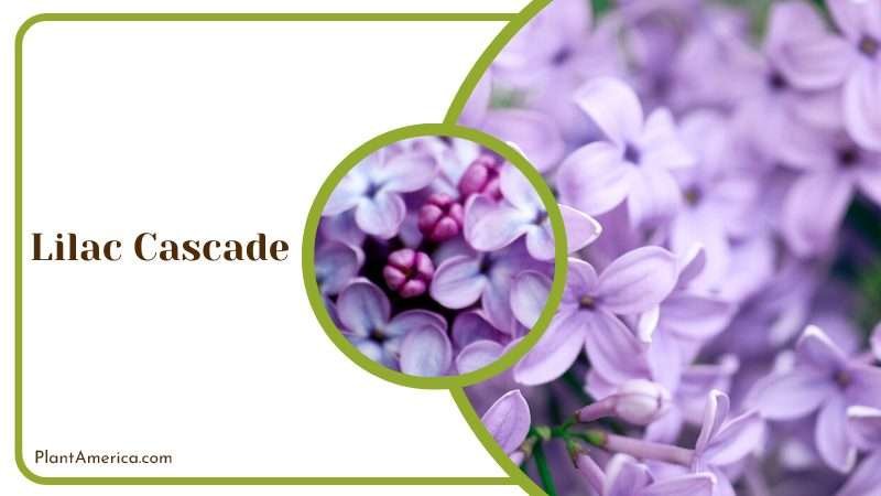 Cascading Lilac Cascade Plant America