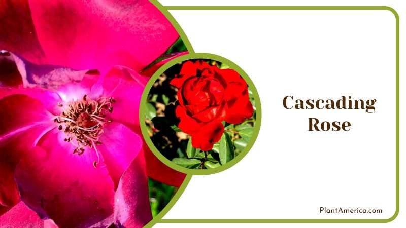 Cascading Rose Bushes Plant America