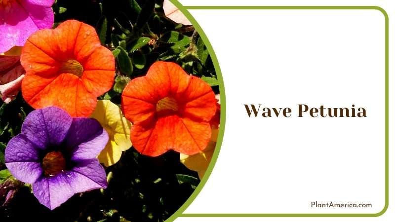 Cascading Wave Petunia Flowers Plant America