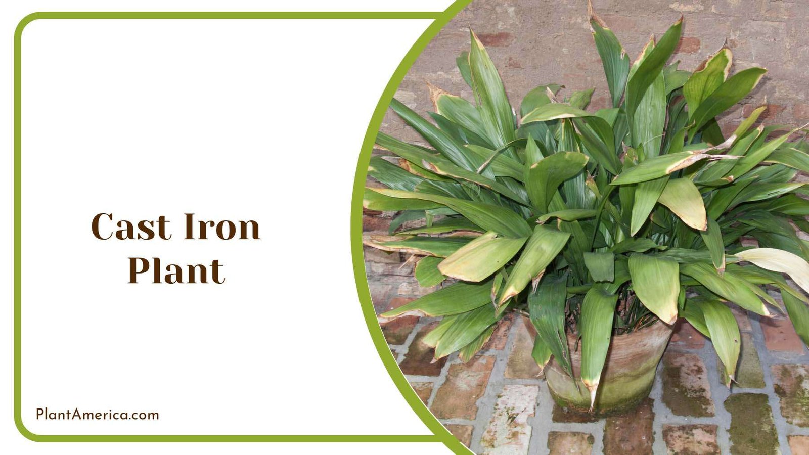 Cast Iron Indoor Plant Plant America