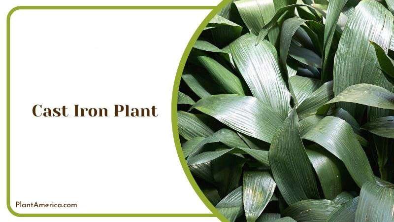 Cast Iron Plant Plant America 1