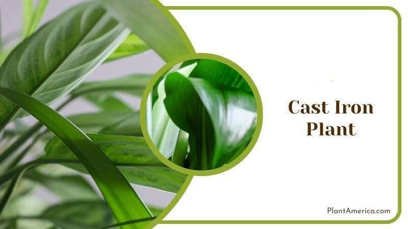 Cast Iron Plant Plant America