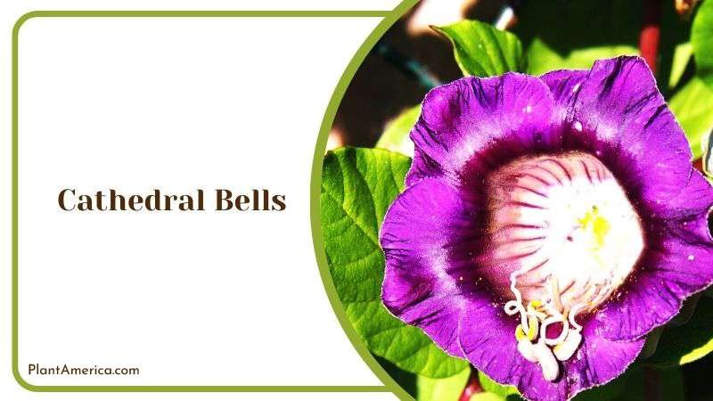 Cathedral Bells Plant America