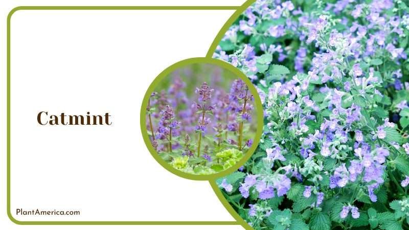 Catmint Plants with Purple Flowers Plant America