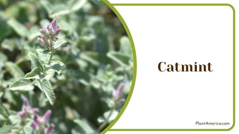 Catmint deters slugs and pests PlantAmerica