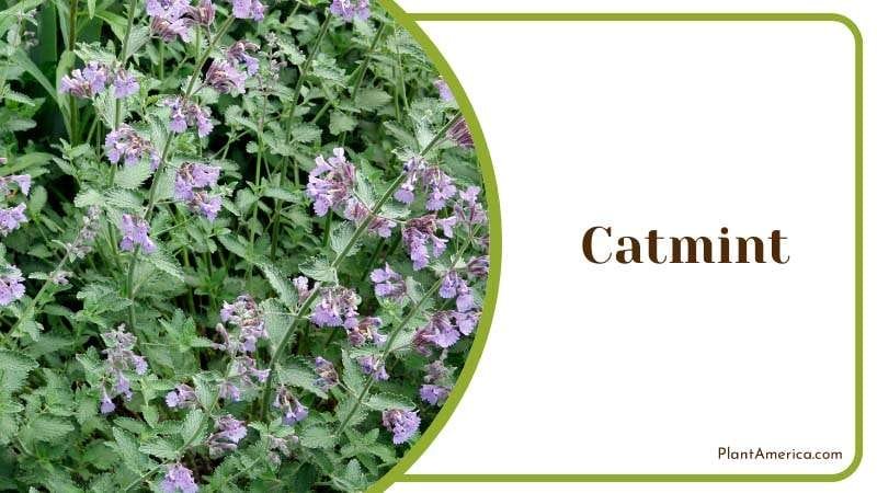 Catmint perennial herb with a strong odor PlantAmerica