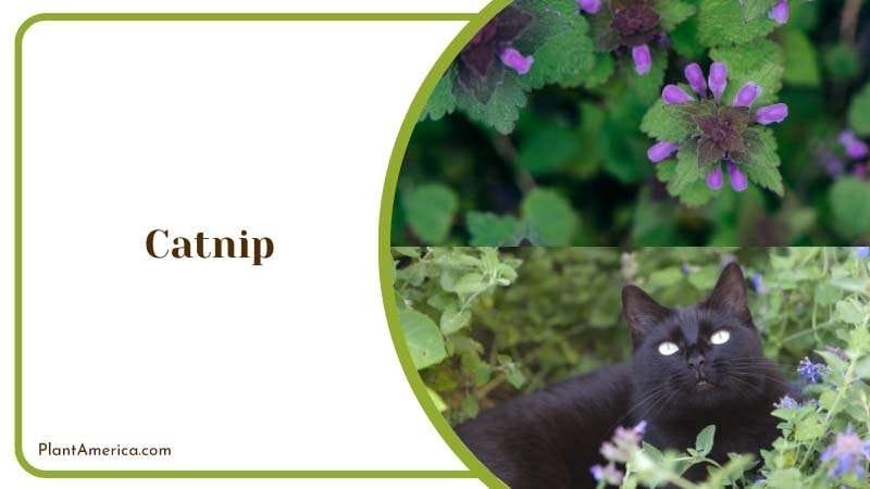 Catnip Plant with Green Leaves PlantAmerica