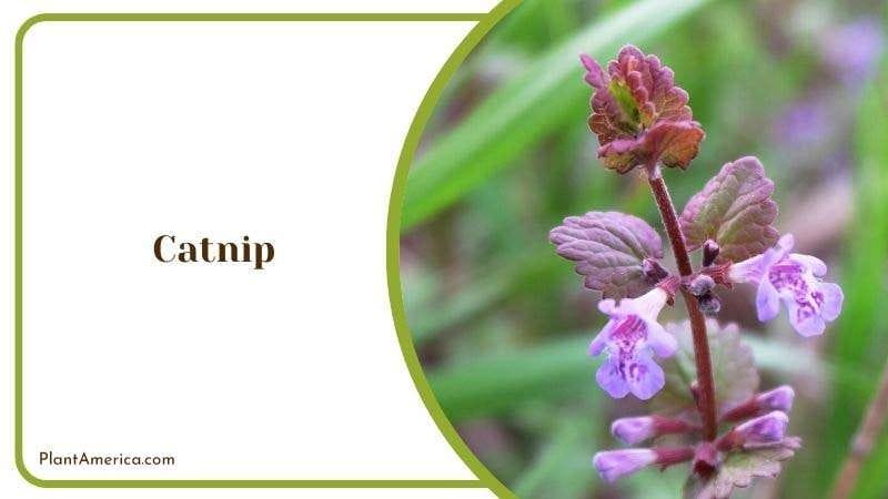 Catnip PlantAmerica
