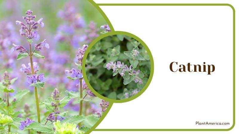 Catnip plants that repel gnats indoors PlantAmerica