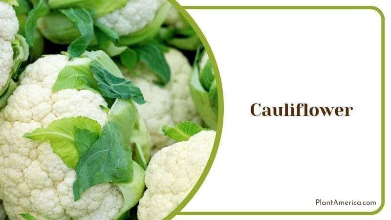 Cauliflower Brassica Oleracea Edible Flower Vegetable Plant America