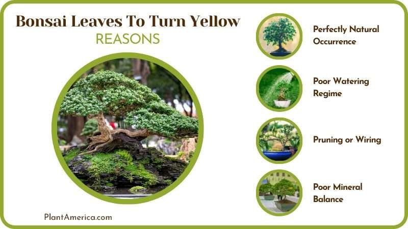 Cause Bonsai Leaves to Turn Yellow Plantamerica
