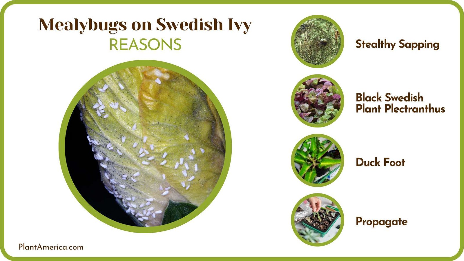 Cause of Mealybugs on Plants Plant America Cause of Mealybugs on Plants Plant America