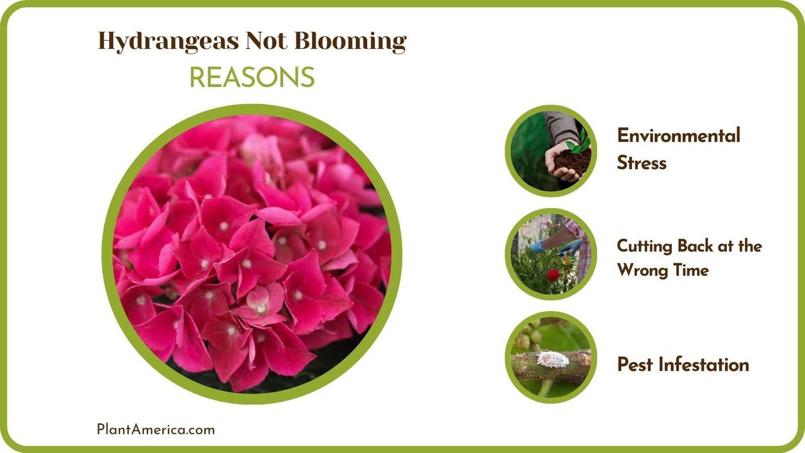 Causes Of Hydrangeas Not Blooming Plant America