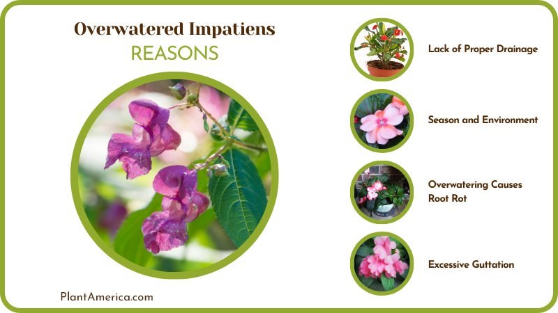 Causes Overwatered Impatiens Plant America