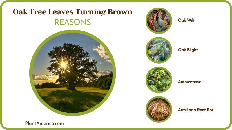 Causes for Oak Tree Leaves Turning Brown Plant America