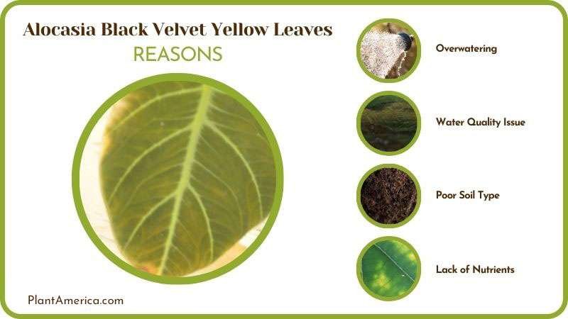Causes of Alocasia Black Velvet Yellow Leaves ~ PlantAmerica