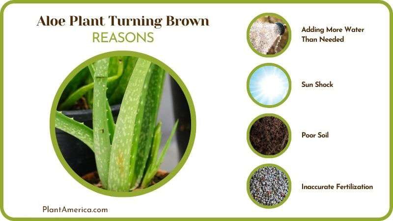 Causes of Aloe Plant Turning Brown Plant America