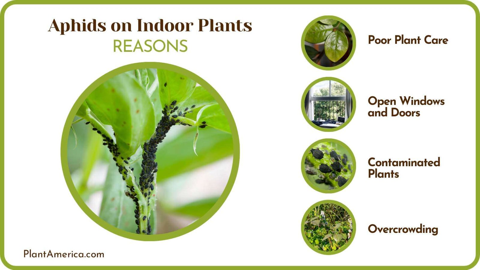 Causes of Aphids on Indoor Plants Plant America