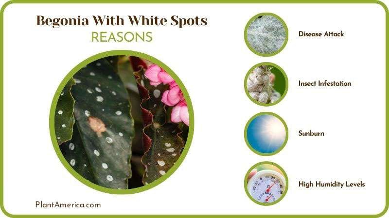 Content Images Problem/Solution Sujon Reasons Can Cause Begon