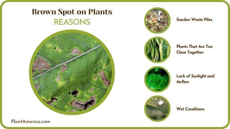 Causes of Brown Spot on Plants Plant America