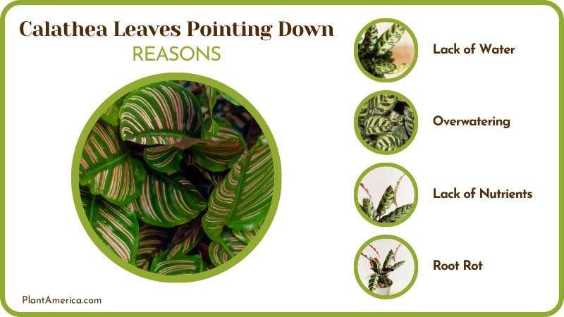 Causes of Calathea Leaves Pointing Down ~ PlantAmerica