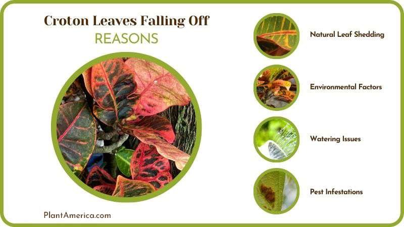 Croton Leaves Falling off: Various Causes and Resolutions - Plant America