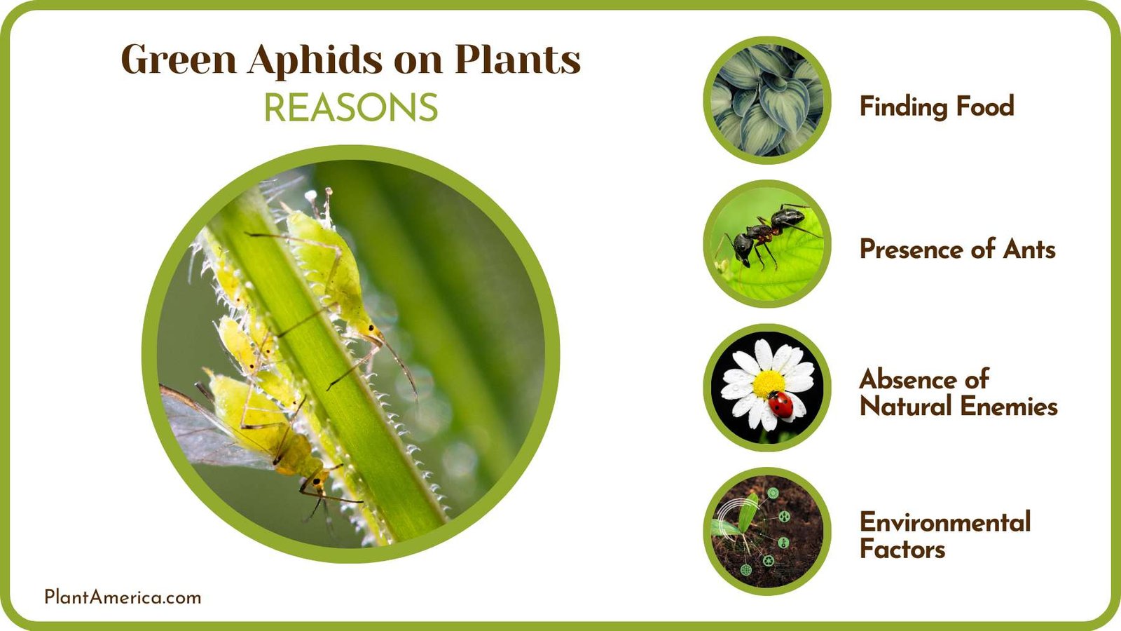Causes of Green Aphids on plants Plant America Causes of Green Aphids on plants Plant America