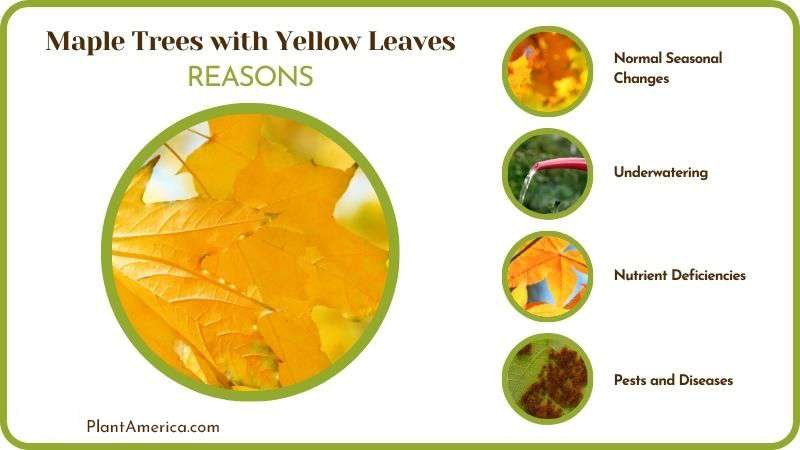 Causes of Maple Trees with Yellow Leaves PlantAmerica