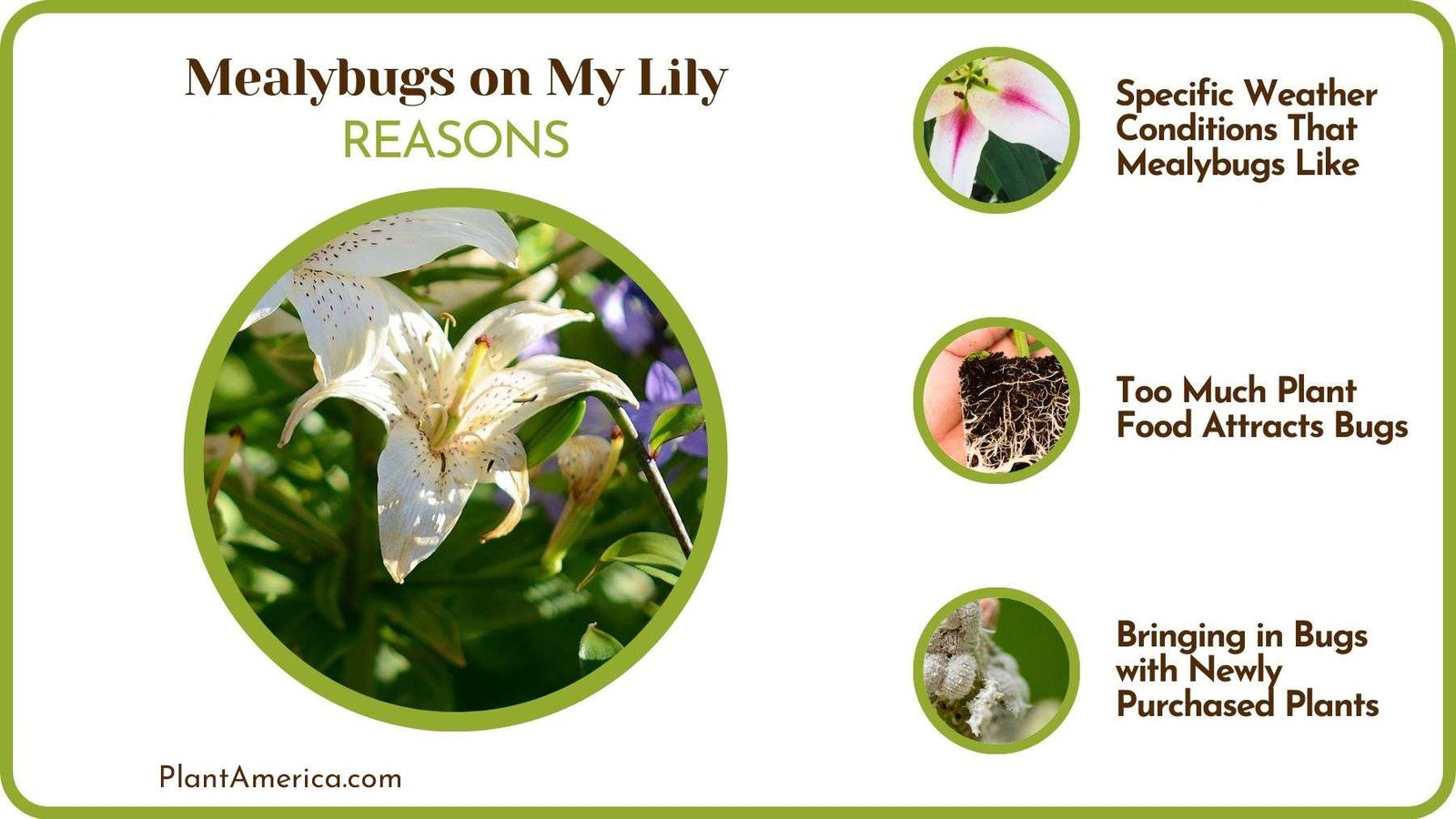 Causes of Mealybugs on My Lily Plant America Causes of Mealybugs on My Lily Plant America