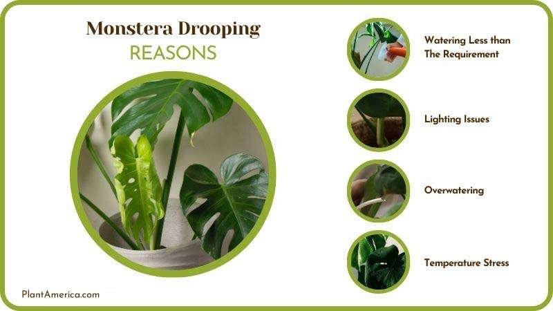 Causes of Monstera Drooping ~ PlantAmerica