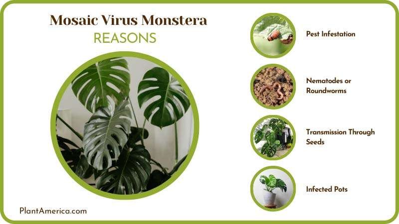 Kubilay of Solution Image Causes of Mosaic Virus Monstera