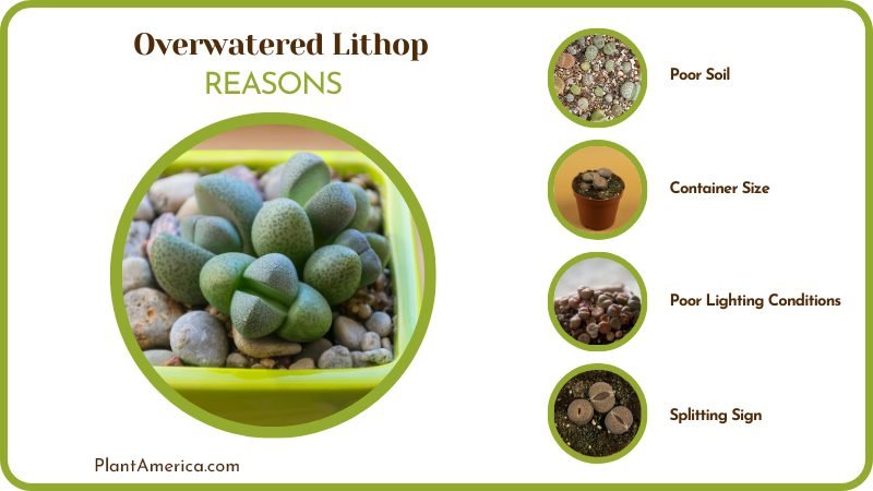 Causes of Overwatered Lithop Plant America Causes of Overwatered Lithop Plant America
