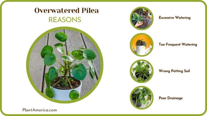 Causes of Overwatered Pilea Plant America