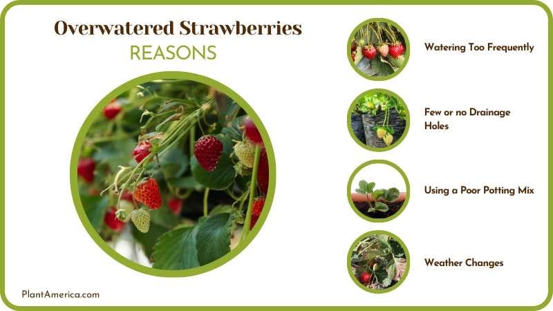 Causes of Overwatered Strawberries Plant America