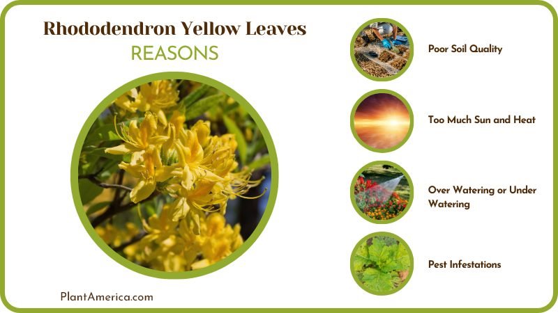 Causes of Rhododendron Leaves Turning Yellow Plant America