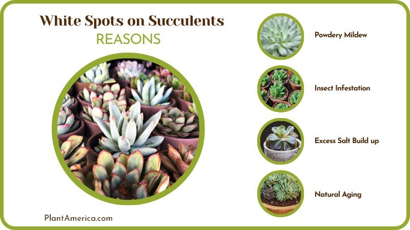 Causes of White Spots on Succulent Plant America Causes of White Spots on Succulent Plant America