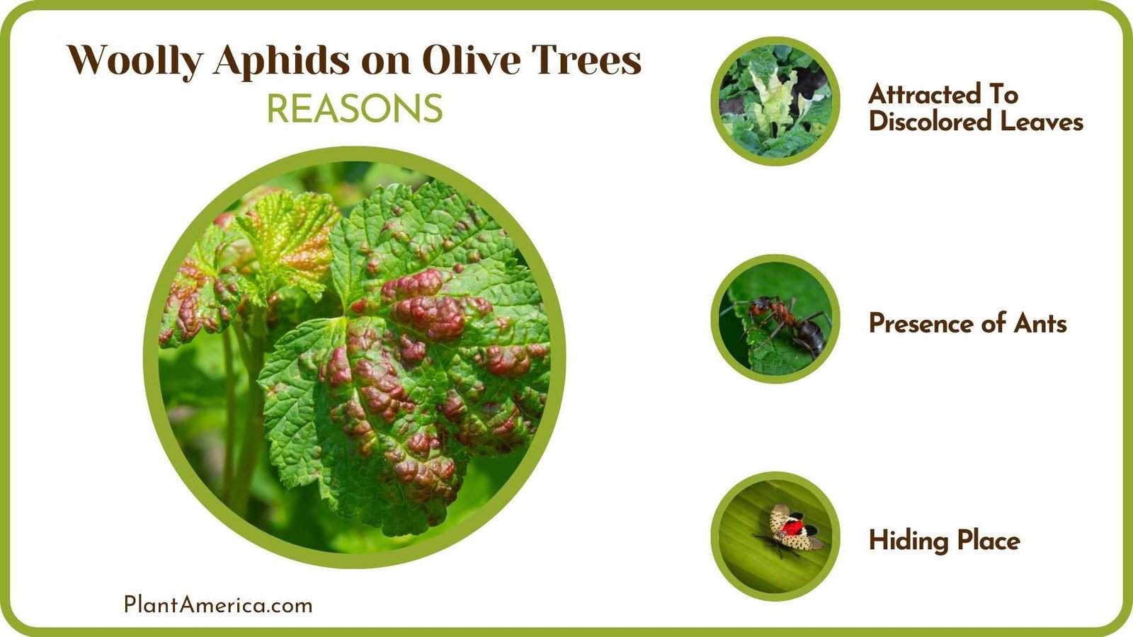 Causes of Woolly Aphids on Plants PlantAmerica Causes of Woolly Aphids on Plants PlantAmerica