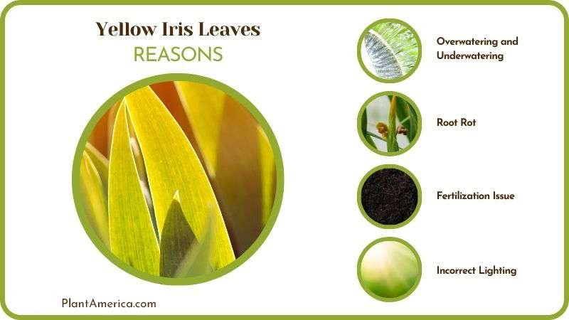 Causes of Yellow Iris Leaves Plant America