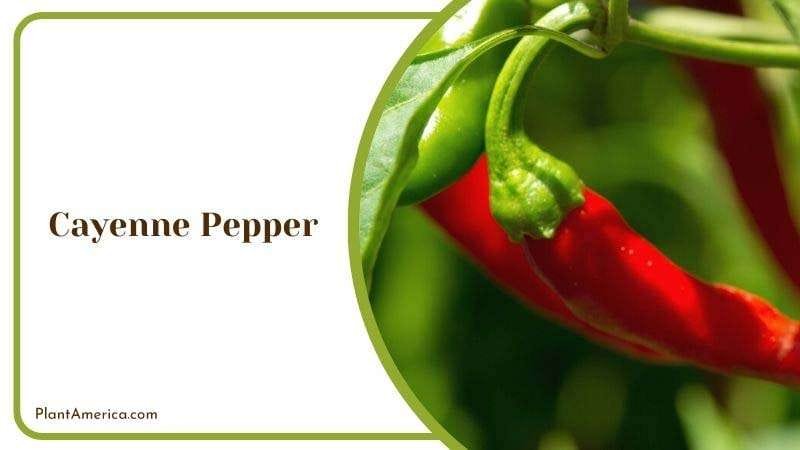 Cayenne Pepper PlantAmerica
