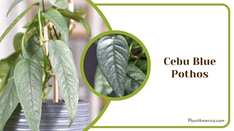 Cebu Blue Pothos Aesthetic Features Plant America Cebu Blue Pothos Aesthetic Features Plant America