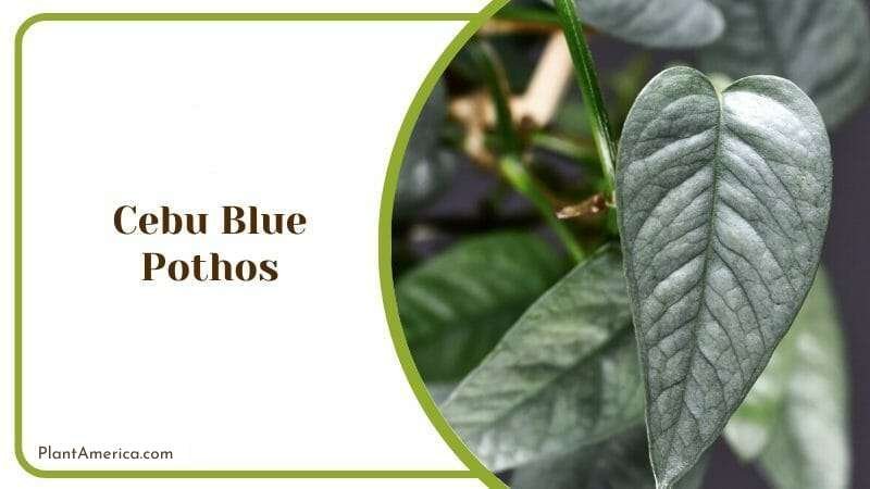 Cebu Blue Pothos Plant America