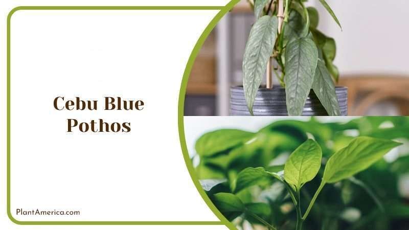 Cebu Blue Pothos PlantAmerica