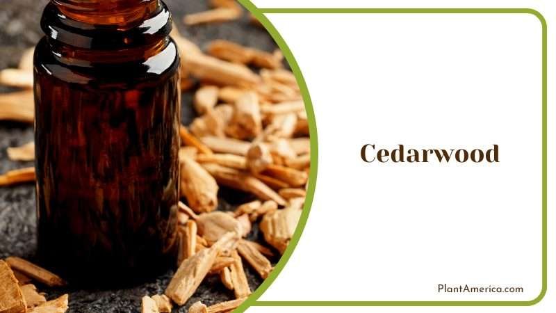 Cedarwood Essential Oil Plant America
