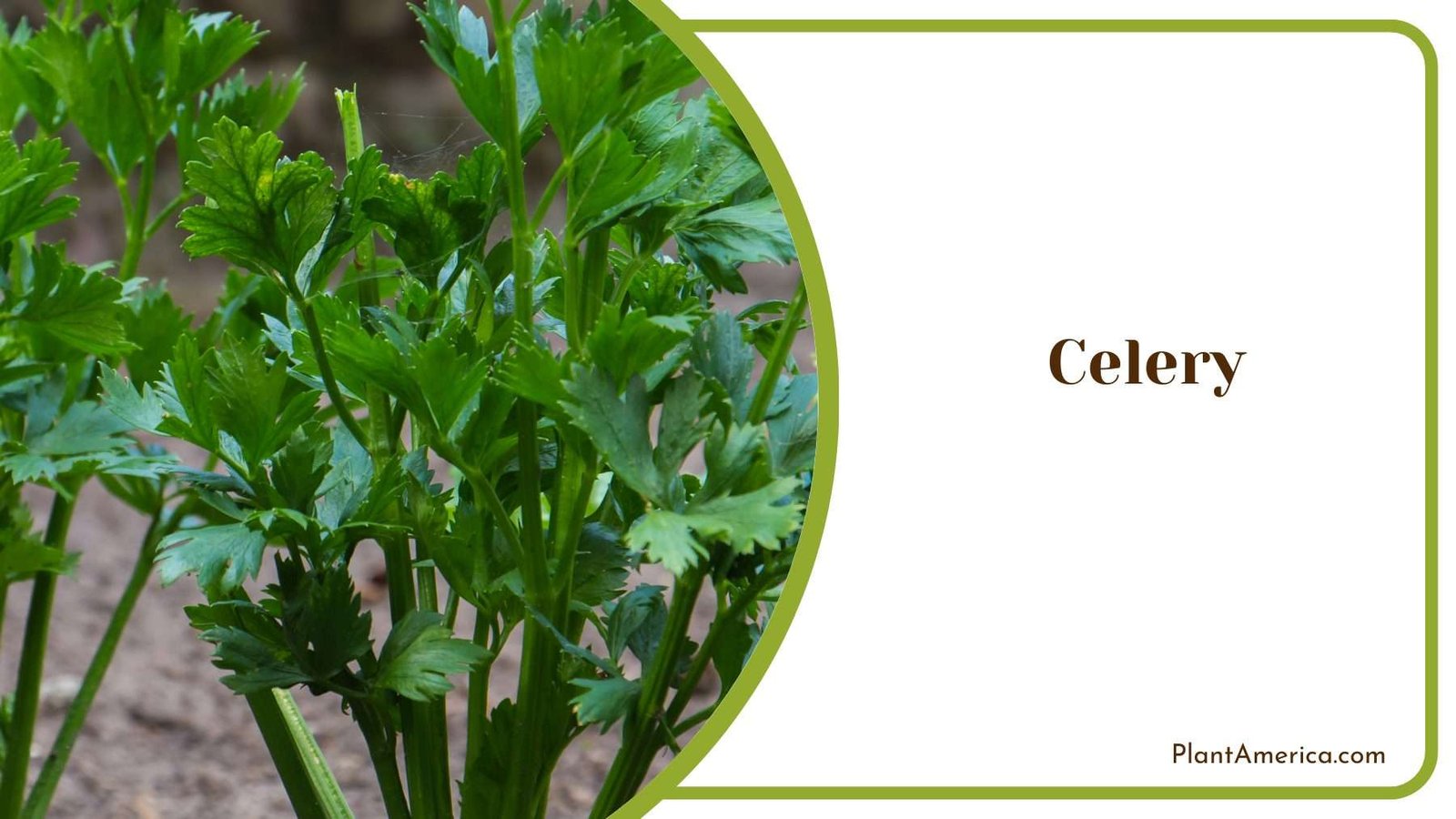 Celery Plant Plant America