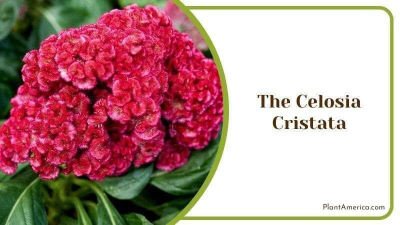 Celosia Cristata Cockscomb Flowers Indian Plant Plant America